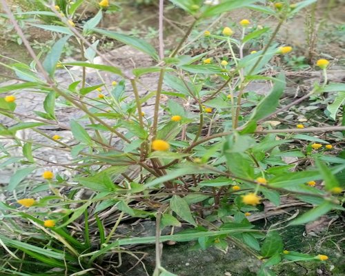 ตื่นเช้า